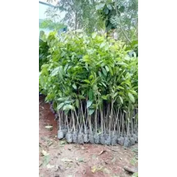 Organic Mahogany Plant