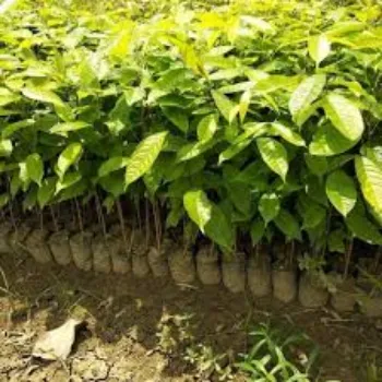 Fresh Mahogany Plant