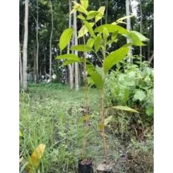 Natural Mahogany Plant