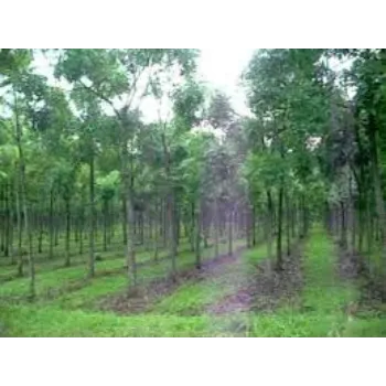 Natural Mahogany Plant