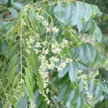 Natural Mahogany Plant