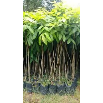 Natural Mahogany Plant