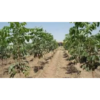 Organic Mahogany Plant