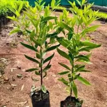 Organic Mahogany Plant