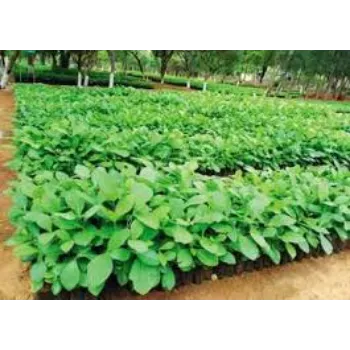Organic Mahogany  Plants
