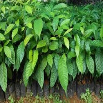 Mahogany plants