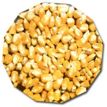  Maize Cattle Feed
