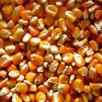 Agricultural Maize Cattle Feed
