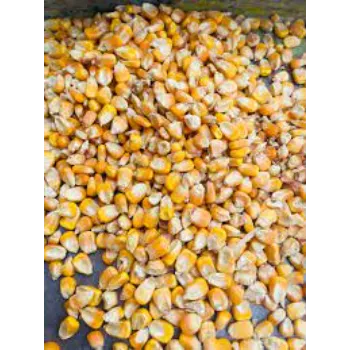 Agricultural  Maize Cattle Feed