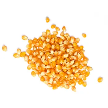 Maize Seed