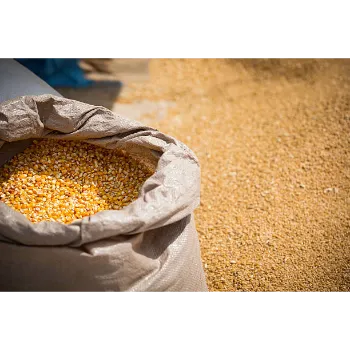 Maize Seed