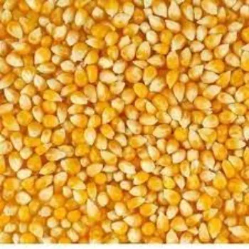  Maize Seeds