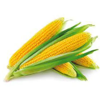 Organic  Maize Seeds