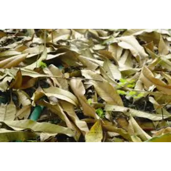 Dry Mango Leaves