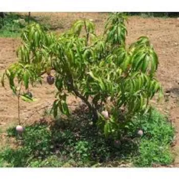 Mango Plants