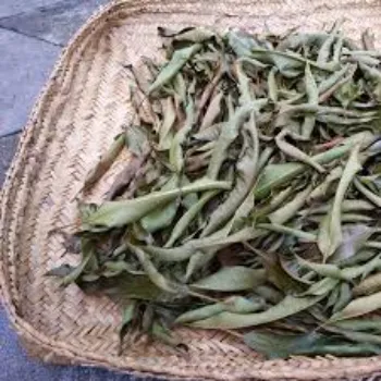 Dry Mango Leaves