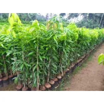 Mango Plants