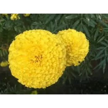 Fresh Marigold Flower