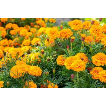 Fresh Marigold Flowers
