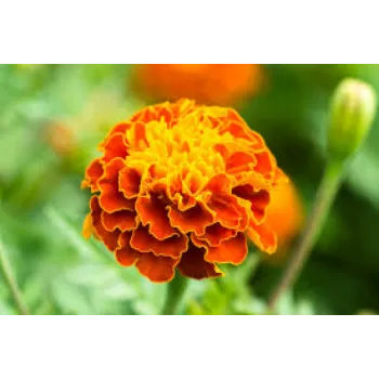 Natural Marigold Flower