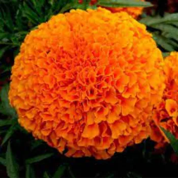 Fresh Marigold Flowers Manufacturer