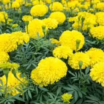 Fresh Marigold Flowers