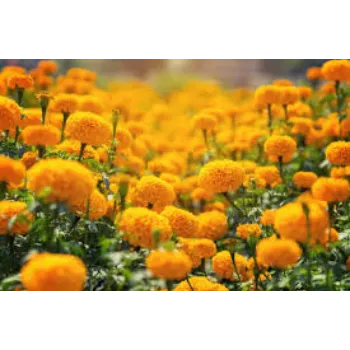 Organic Marigold Flowers