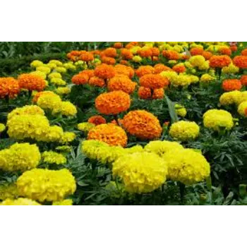  Herbal Marigold Flowers