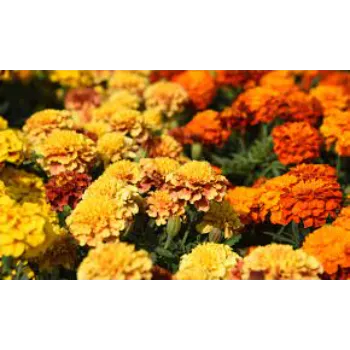 fresh Marigold Flowers