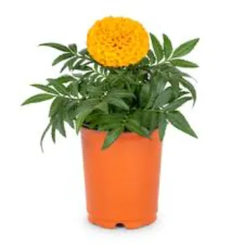 Marigold Plant