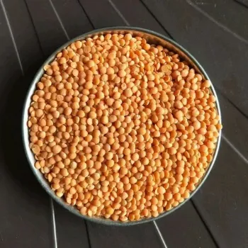 Masoor Dal