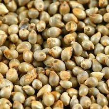 Natural  Millet Seeds