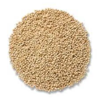 Organic  Millet Seeds