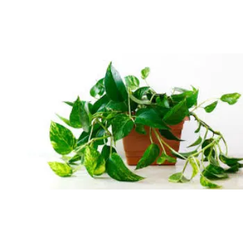 RAJESWARI NURSERY Money Plant