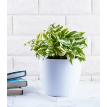 Natural Money Plant