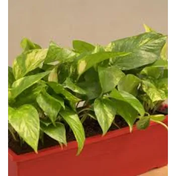 Natural  Money Plant