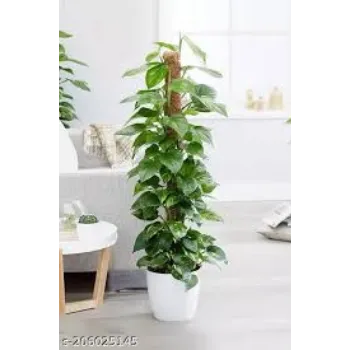 Roshni Agri forestry Money Plant