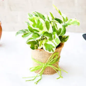 Natural Money Plant