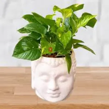 Natural  Money Plant