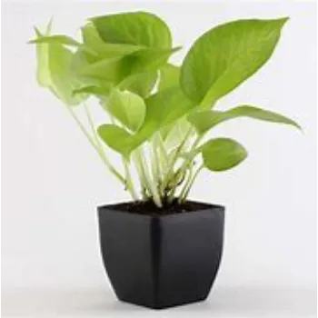 Money Plant
