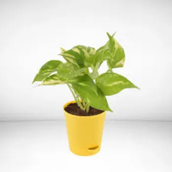 Green Money Plant