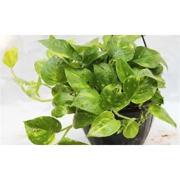 Money Plant