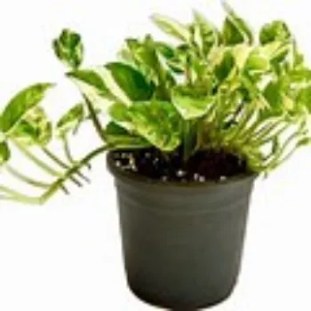 Money Plant
