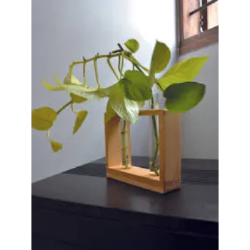 Natural Money Plant