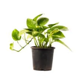 Natural Money Plant