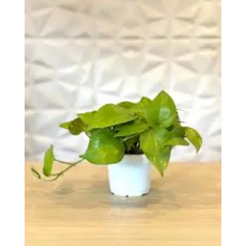 Natural Money Plant