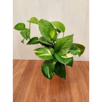 A.p. Flower Mart   Money Plant