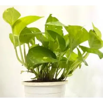 green Money Plant