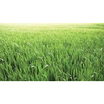 Organic Natural Grass