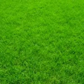 Natural Grass